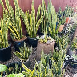  Beautiful Snake Plant And Sansevieria trifasciata