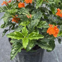 Crossandra - 3 Gallons