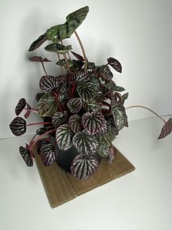 Ripple Peperomia