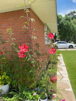 Texas star hibiscus plants