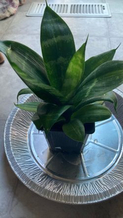 Snake Plant With A Baby