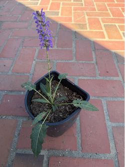 Salvia - Blue by You plant in 1 gallon pot
