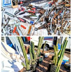 TOOL & CACTUS SALE, LAST DAY