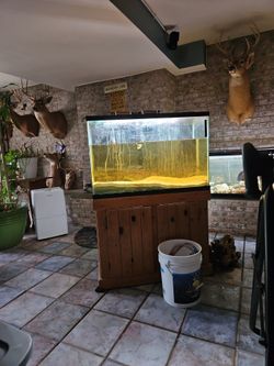 65 gallon fish tank with filter and light