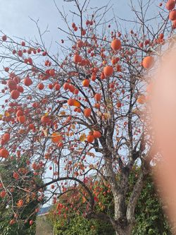 Hachiya Persimmons .50 Cents