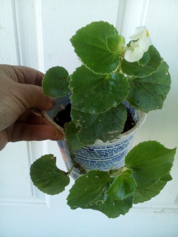 Plants Begonia