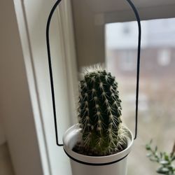 Cactus House Plant 