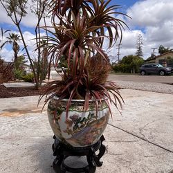 Vintage Chinese Porcelain Planter w/ Wood Stand + Dracaena Plant (Complete Set)