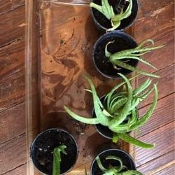Small Aloe plants