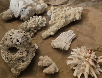 Natural Coral Specimen | Dried Branching Coral | Coastal Home Décor, Crafts, Terrarium, Jewelry Supply