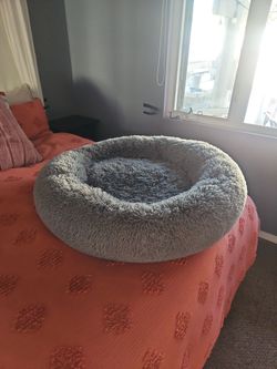 Free dog bed