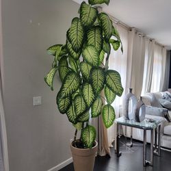 Large Healthy  Plant 
