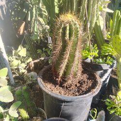 Rare Cactus This Size Plant