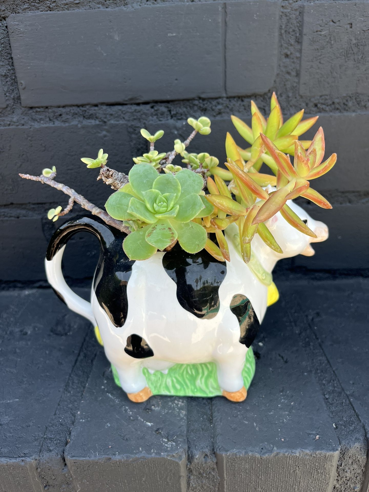 Succulents