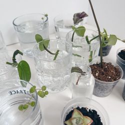 Plant Cuttings- Moving Sale! $5 Each Glassware Included!