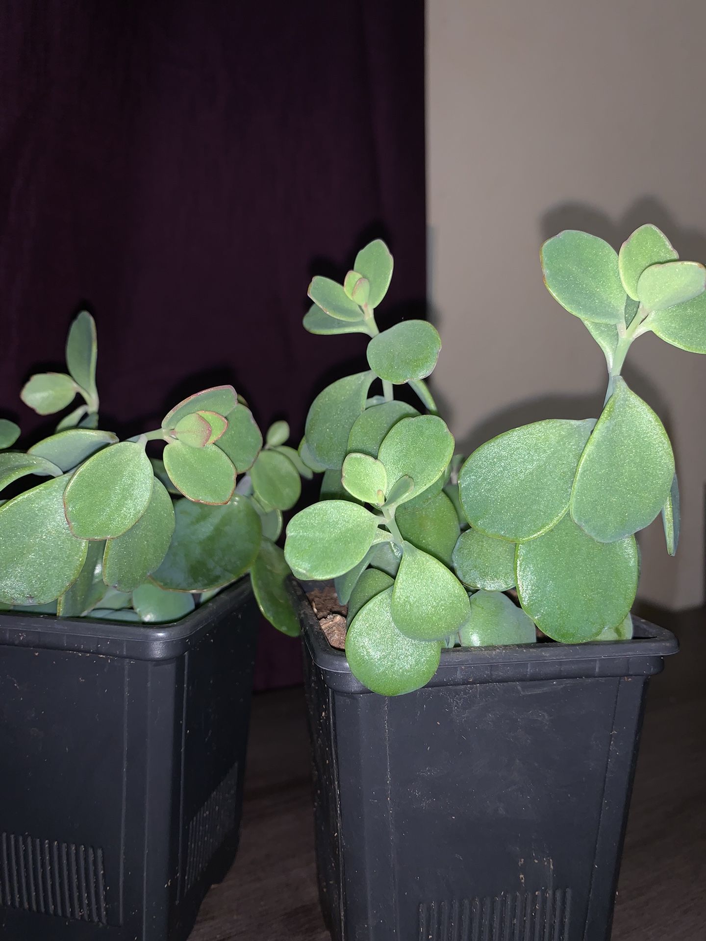 KALANCHOE PANAMENSIS rare exotic succulent cactus garden collector plant