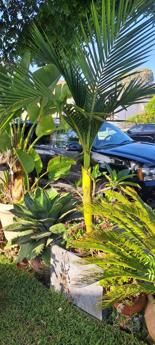 King Palma 6' Tall macetero no Incluye)