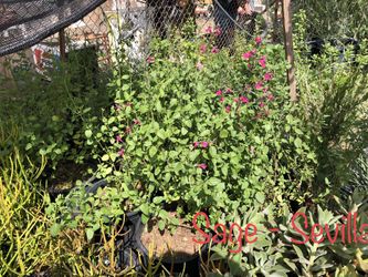 * salvia greggii autumn sage California sage 5 gallons * other plants available *
