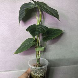 Philodendron Melanochrysum ( Rare) 