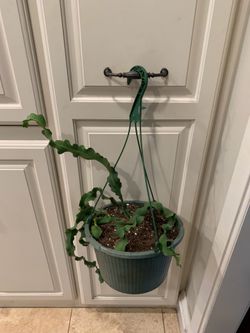 Curly Orchid Cactus Epiphyllum guatemalense monstrose), also widely called "Curly Sue"