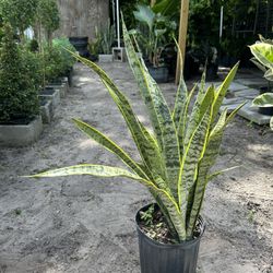 HOME PLANTS- SPECIAL PRICE SNAKE PLANT (3 GL)
