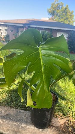 Planta costilla de Adán