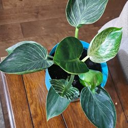 Philodendron House Plant 