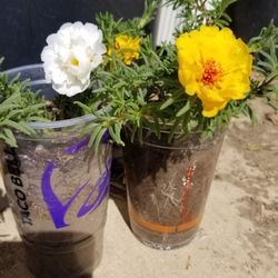 Moss Rose Plant