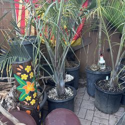 Triangle Palm