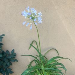 Agapanthus / Agapantas