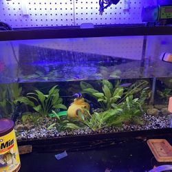 28 Gallon Fish Tank With Magniflow 220 Filter System