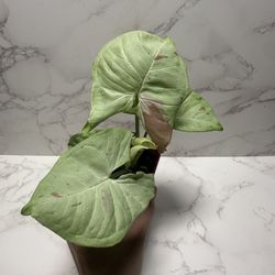 Syngonium Milk Confetti 