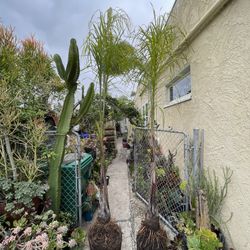12 Ft Tall Queen Palm Trees Ready To Plant