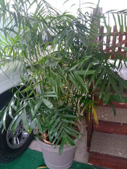 Large Parlour/Bamboo Palm