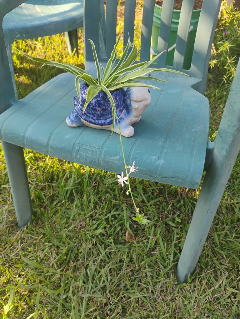 Spider 🕷️ Plant