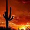 Cactus Sunset