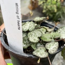 String Of Hearts Live Potted Plant 