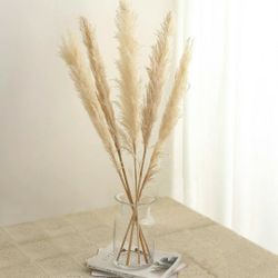 Natural Dried Pampas Feathers 