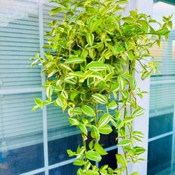 Tri Color VARIAGATED Green Wandering Jew Hanging Plant - Indoor/Outdoor Plant 