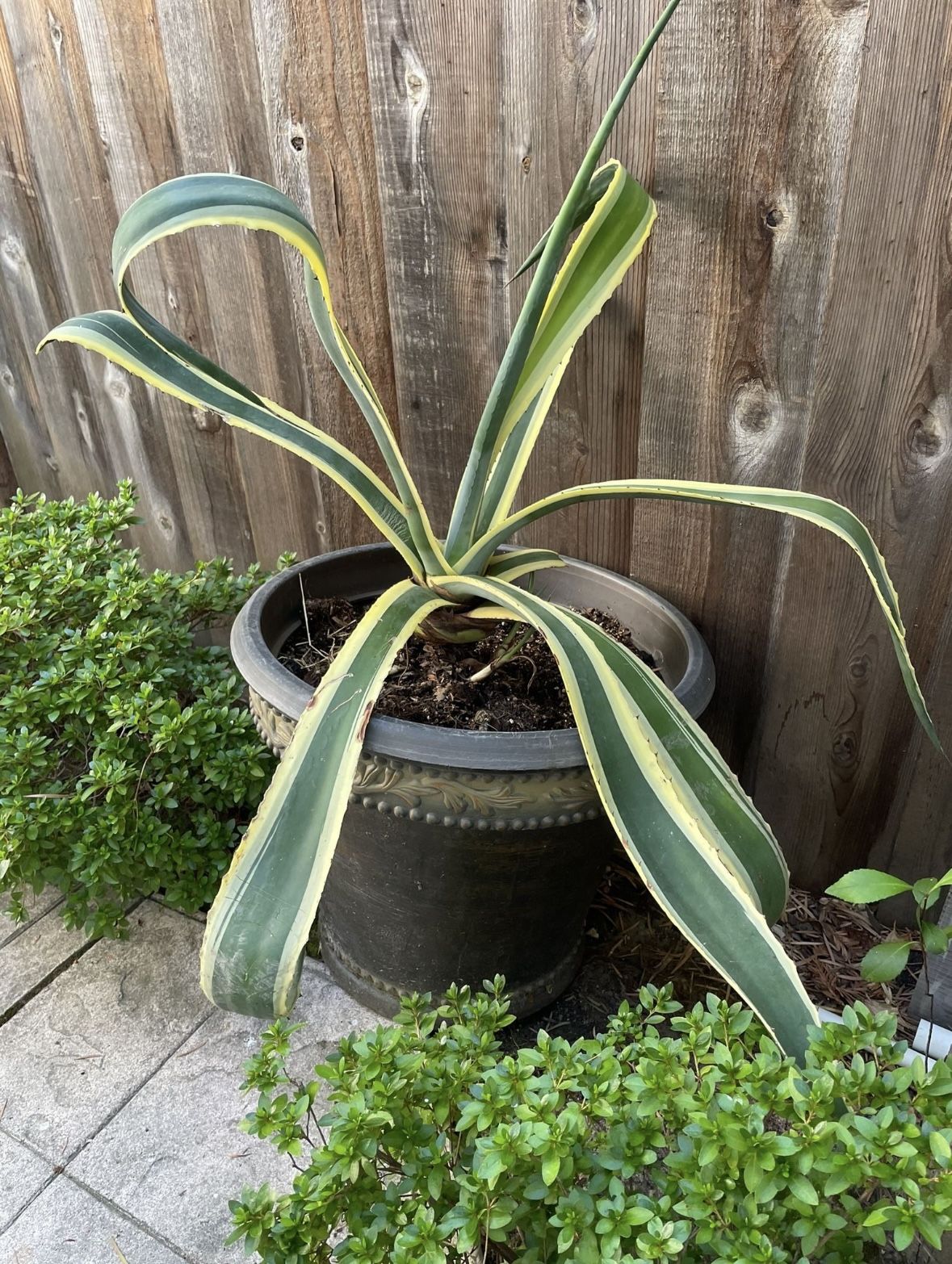 Beautiful Large Healthy agave plant in decorative pot