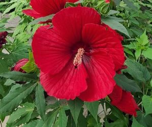 Hardy hibiscus