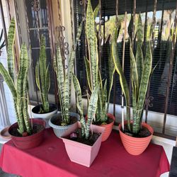 Dracaena / Snake plant