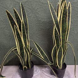 Artificial Snake Plant Indoor Decor 