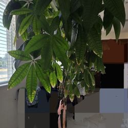 Pachira Aquatica Money Plant NEGOTIABLE