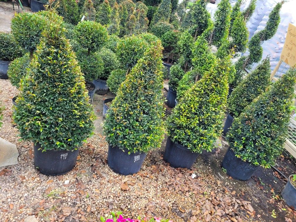 Topiaries Medium