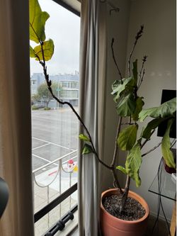 Large Fiddle Leaf Plant in large pot