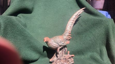 Pheasant