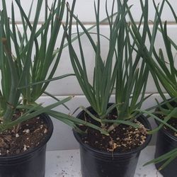 Bulbine Frutescens Succulent Plant