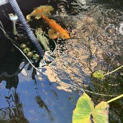 Japanese Koi fishes