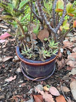 Blue Glazed Ceramic Plant Pot with Saucer